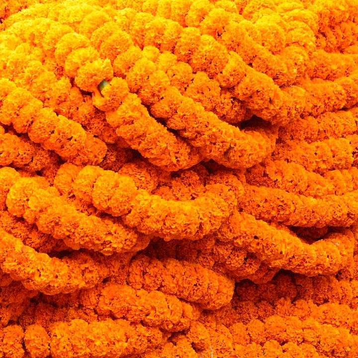 Stacked marigold garlands strung for an Indian wedding